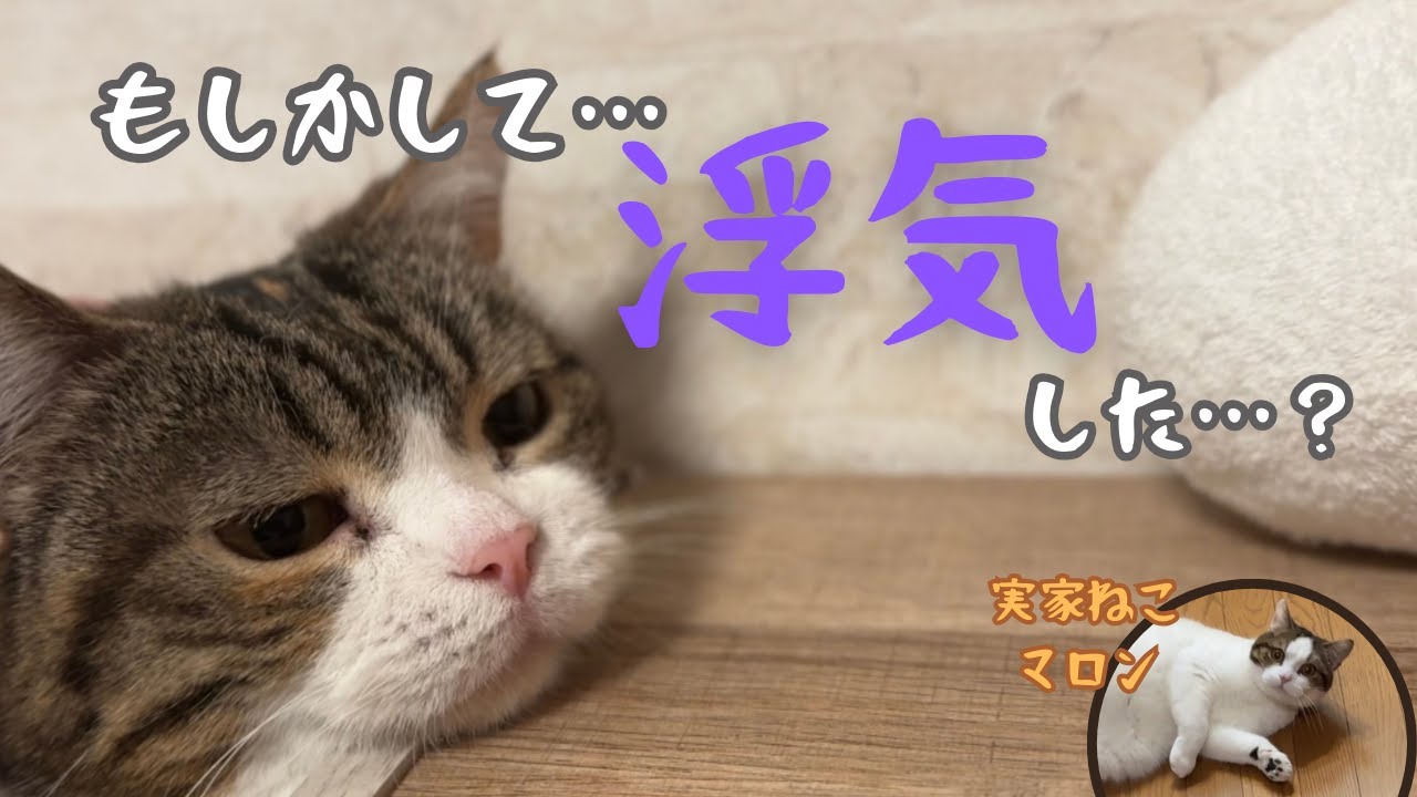 愛猫に浮気がバレるとこうなっちゃいます…