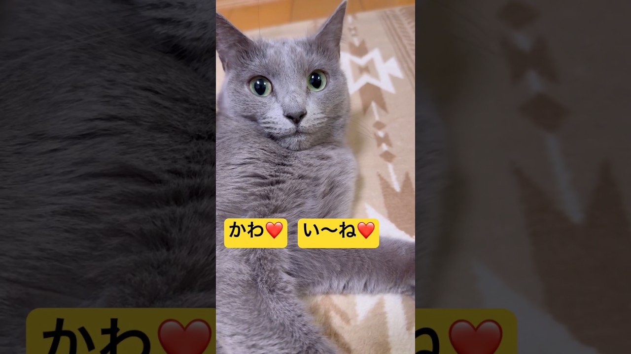 【猫ロシアンブルー】変態パパ シリーズ｢かわ❤️い〜ね❤️｣〜｢はん〜にゃ💦｣そらちゃんブチギレ編〜#shorts