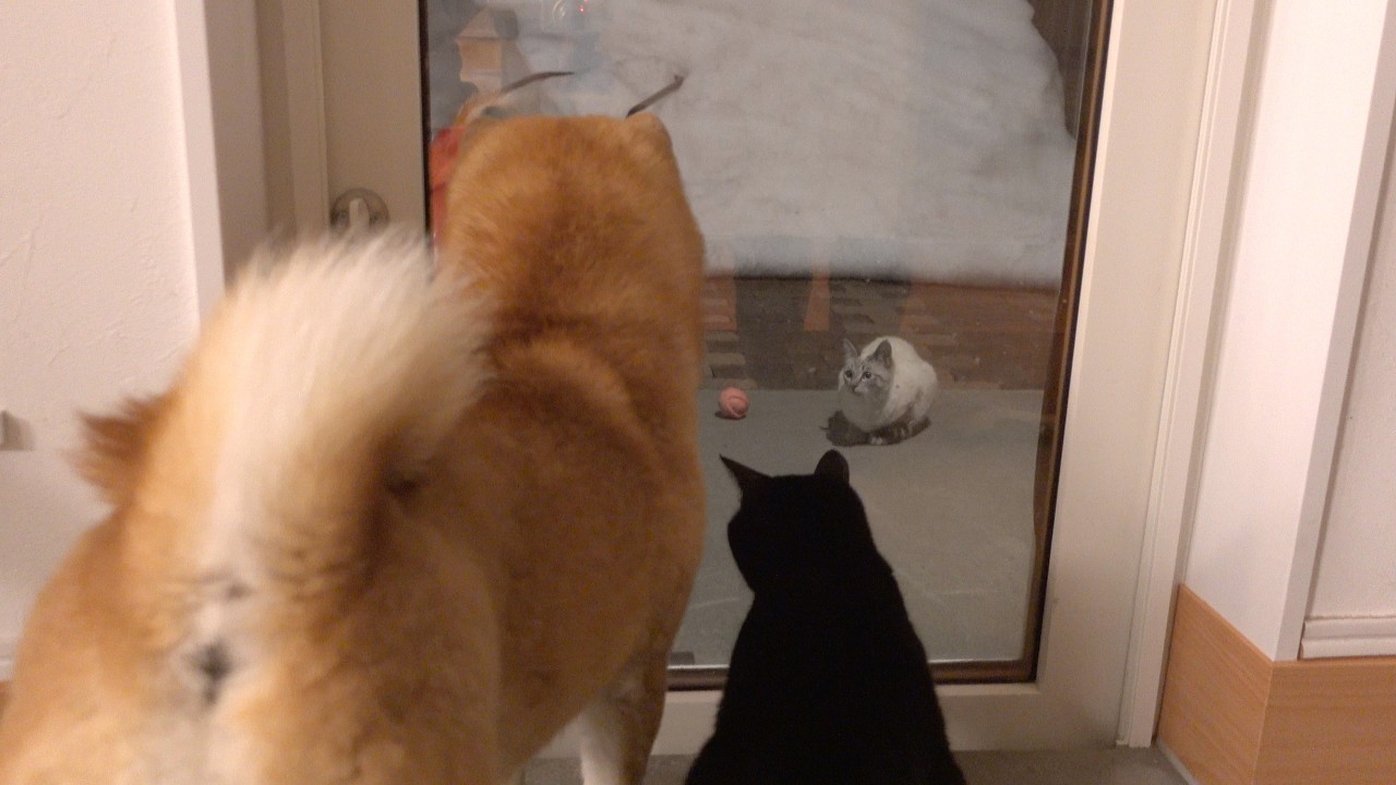 続々と集まる子猫に猫語で会話、それを見守る柴犬が親で可愛い。