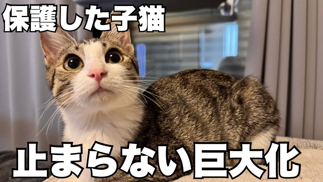 【保護猫】生後7ヶ月を迎えた子猫の巨大化が止まりません…