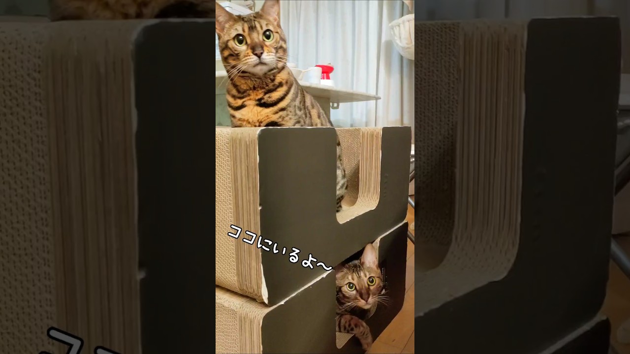 バレバレな所に♪#cat #ベンガル