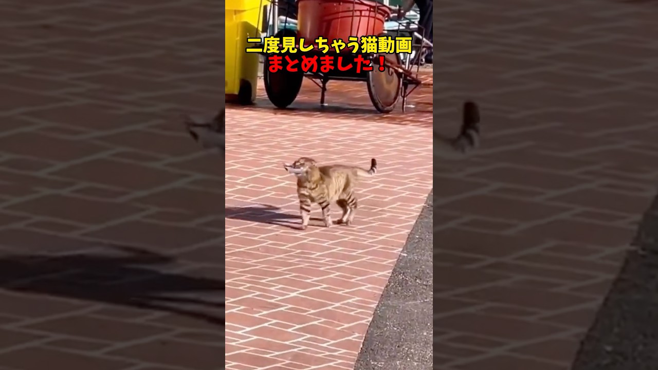 ほへ〜かわいい。…可愛い！！ #cats #cat #猫 #ねこ