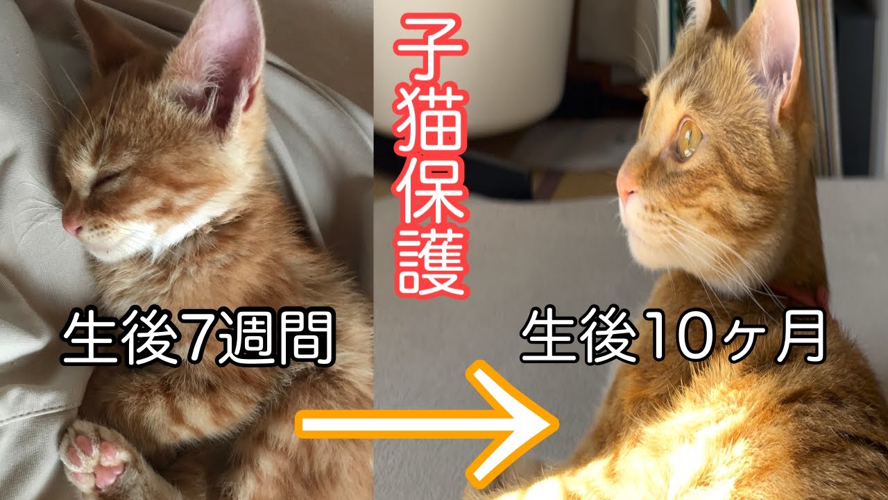 【子猫保護#５】古民家に暮らす猫/まったりした夜から元気いっぱいの朝へ