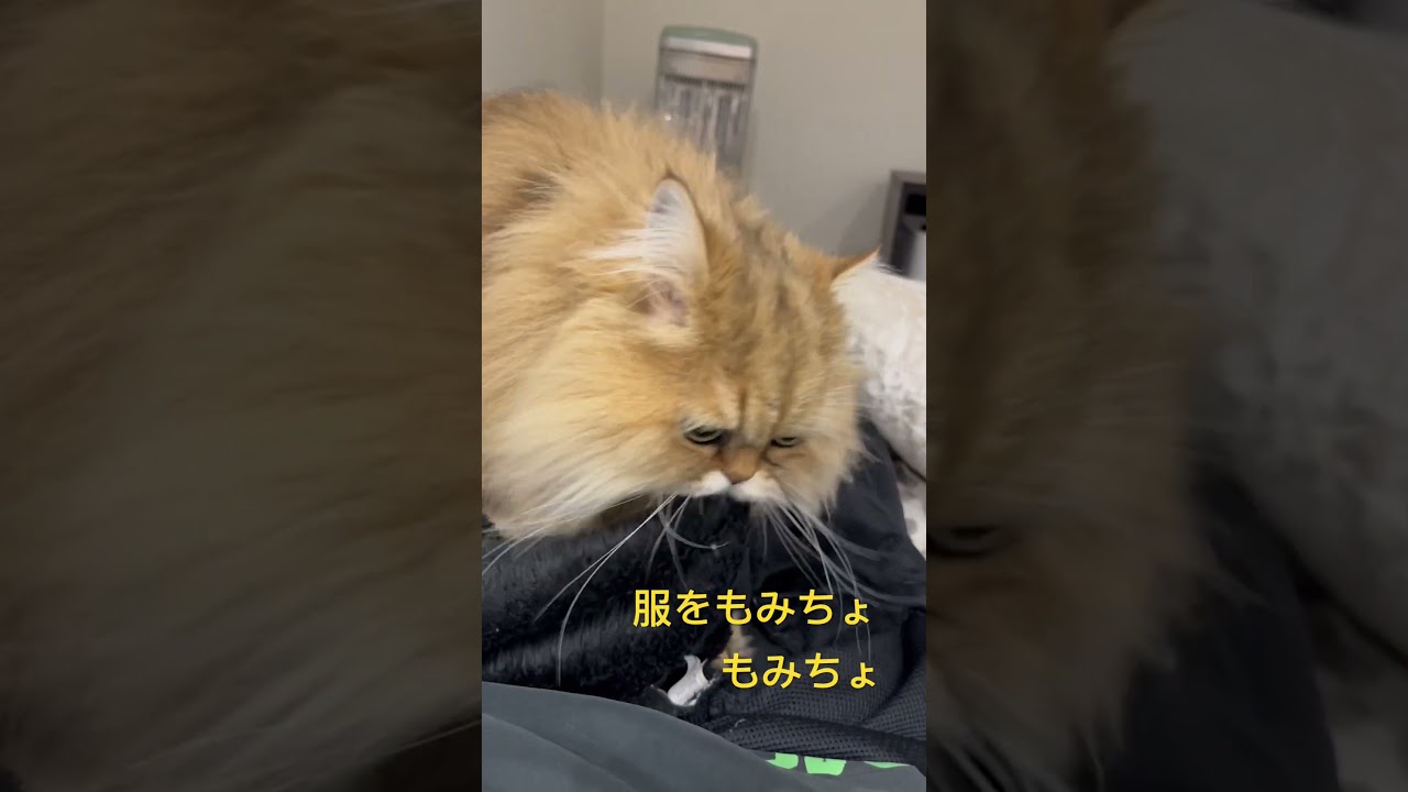 猫ふみが得意なペルシャちゃん