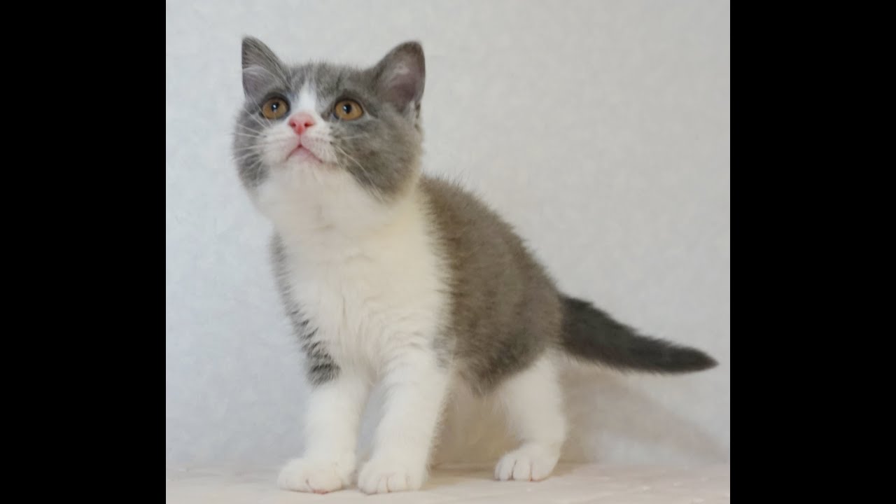ブリティッシュショートヘアー子猫　British Shorthair　2024.12.14産まれ　ブルー＆ホワイト　男の子　シーダキャット猫のお店
