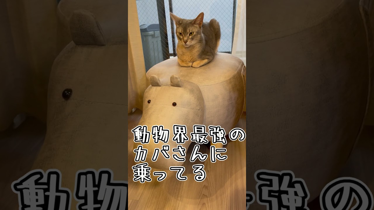 アビシニアンとは その40 #shorts #猫 #アビシニアン