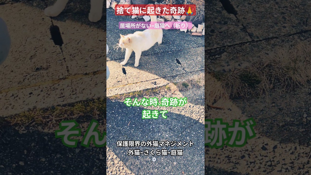 【捨て猫に起きた奇跡】外猫から庭猫へ🏠️2024〜2025年#外猫の暮らし