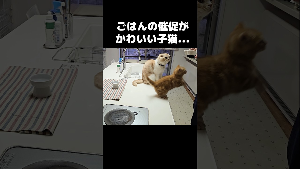 ごはんの催促がかわいい子猫...
