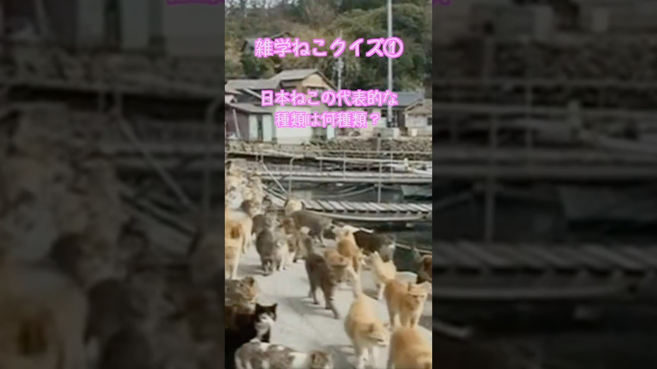 #猫 #猫動画 #雑学 日本猫は何種類いるか知ってる？
