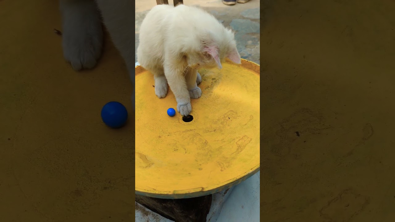 子猫たちがおもちゃとバントンで遊んでいる可愛い瞬間 🐱🎾🐾 #子猫 #おもちゃ #バントン #かわいい #ペット #猫 #猫好き #癒し #猫のおもちゃ #子猫の遊び 🐾🐱