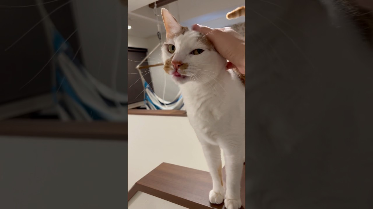 多分可愛いってわかってる#あざとい#cat #日本猫 #日本猫 #ノルウェージャンフォレストキャット #norwegianforestcat