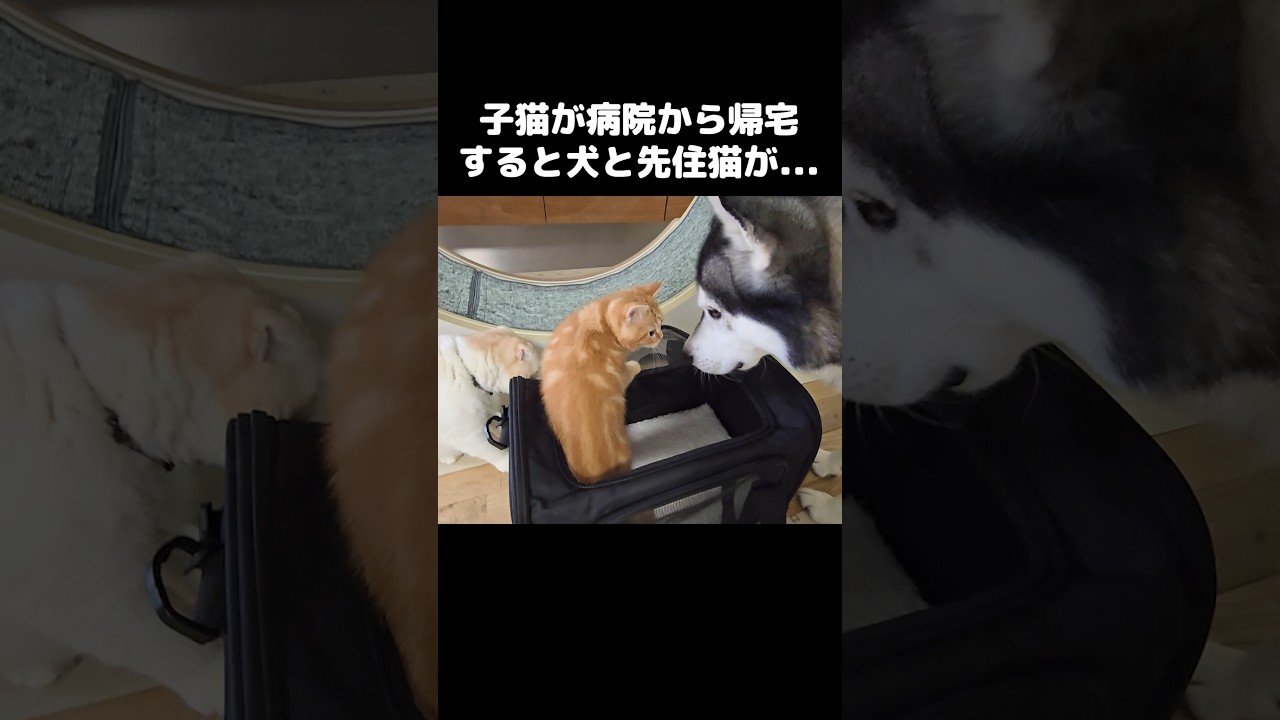 子猫が病院から帰宅すると犬と先住猫が心配でこうなった...