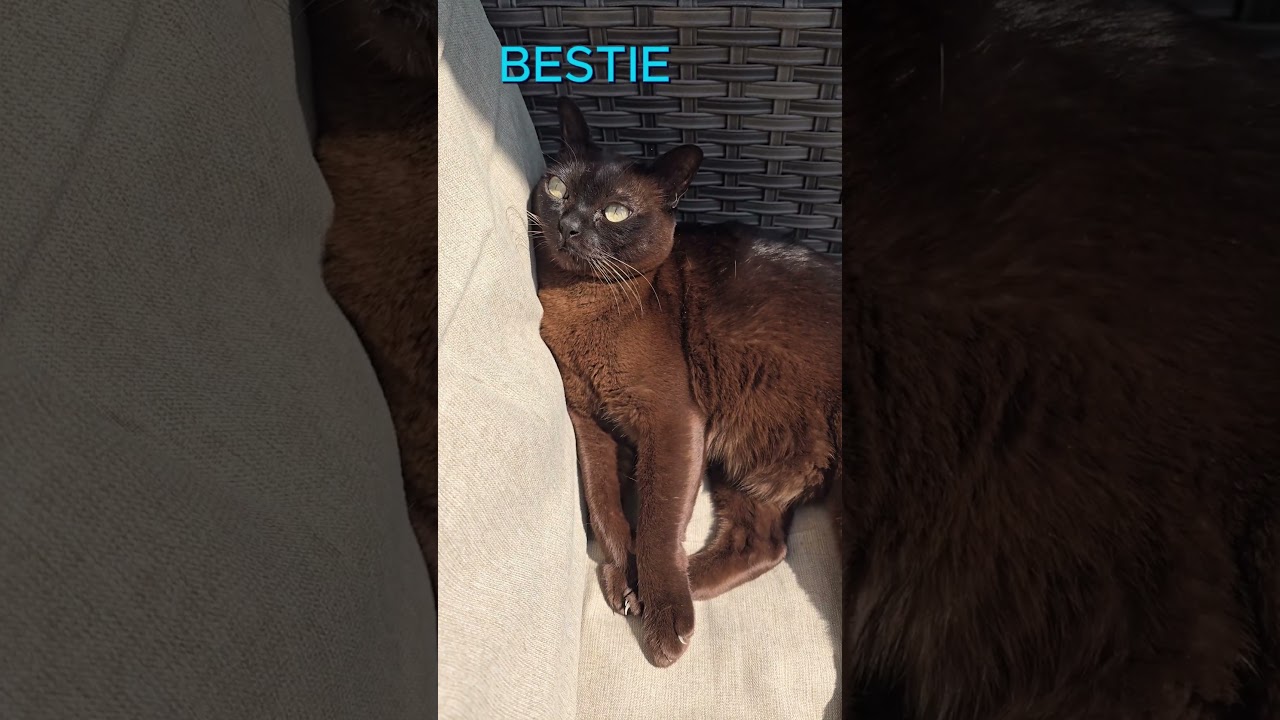Mocha the Burmese Cat looking for a Bestie. #burmesecat #cutecats #cute #cutecat #cats #funnycats