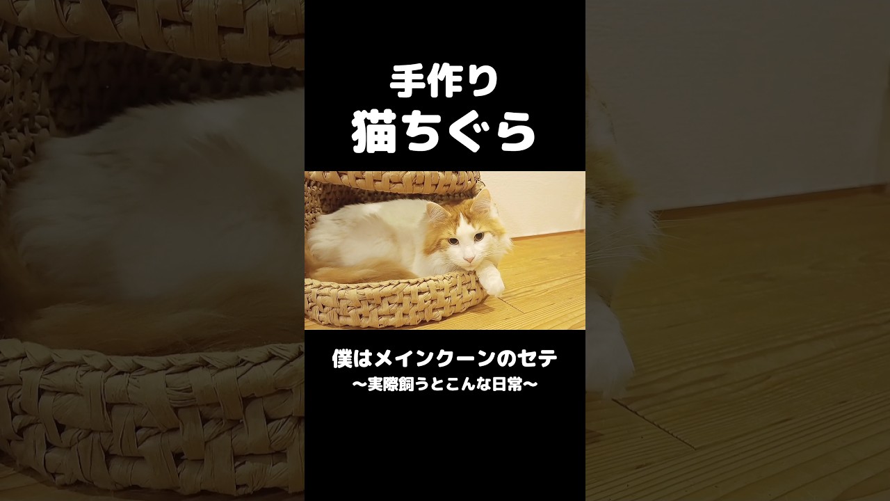 猫ちぐら作った #メインクーン #猫 #ねこ #猫のいる暮らし #猫のいる生活 #mainecoon #cat