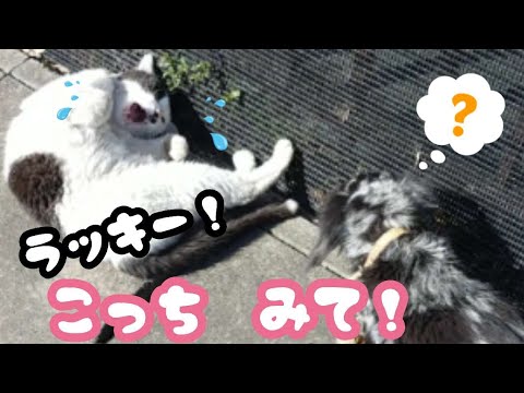 【猫の切ない恋心】愛猫は愛犬が大好き。お決まりのポーズで振り向かせる事が出来るかな？