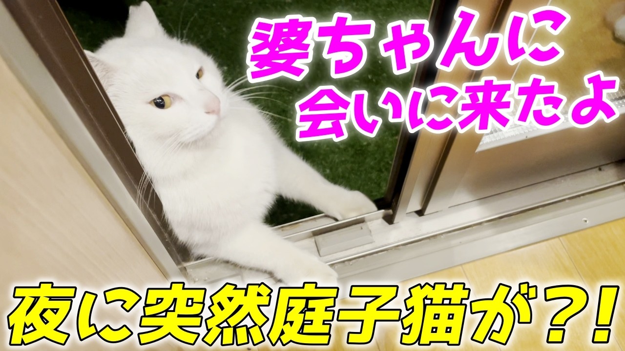 庭子猫が一時帰宅中のお婆ちゃんに会いに来てくれました！[三毛母猫の子猫]