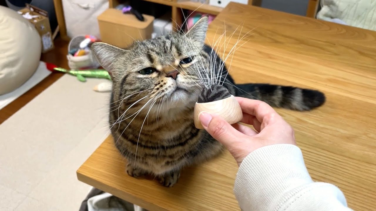 ふさふさになった自分の髭山を猫に見せてみたら…