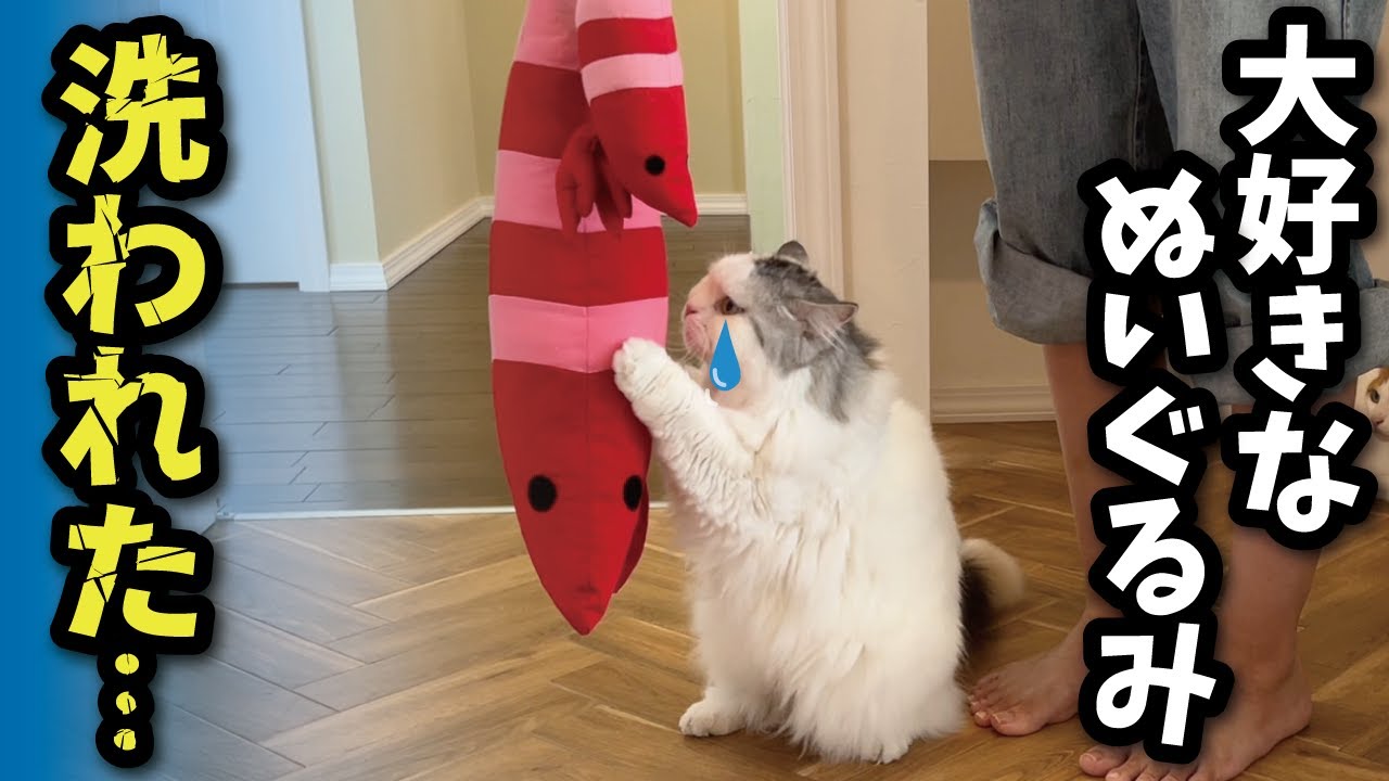 大好きなぬいぐるみを洗われた時の猫たちの反応がこちら【関西弁でしゃべる猫】【猫アテレコ】