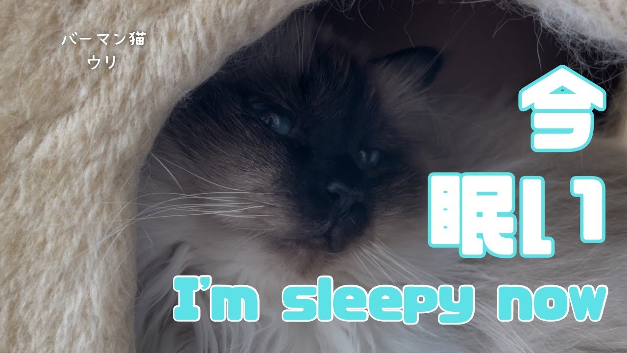 バーマン猫ウリ【今眠い】I'm sleepy now（バーマン猫）Birman/Cat