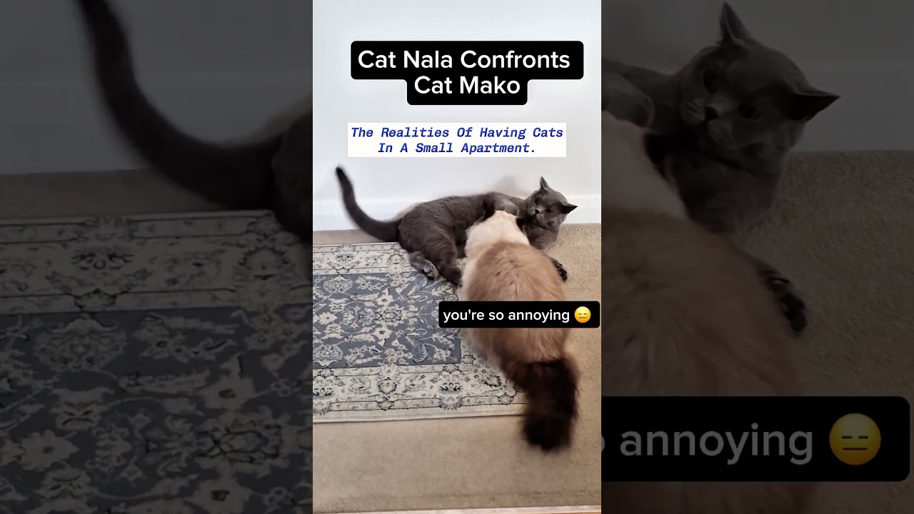 Cat Nala Stands Her Ground Against Cat Mako! 🐱 Intense Cat Confrontation