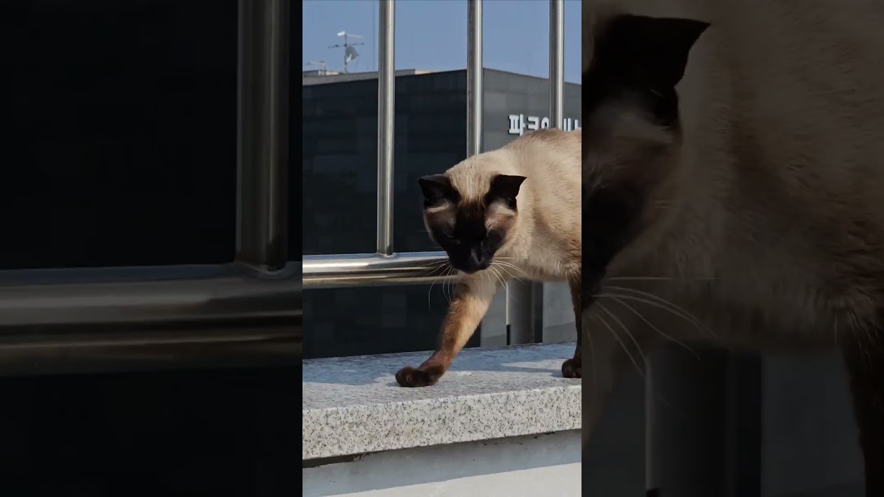 猫の散歩。 #シャム猫ひおろ #cat