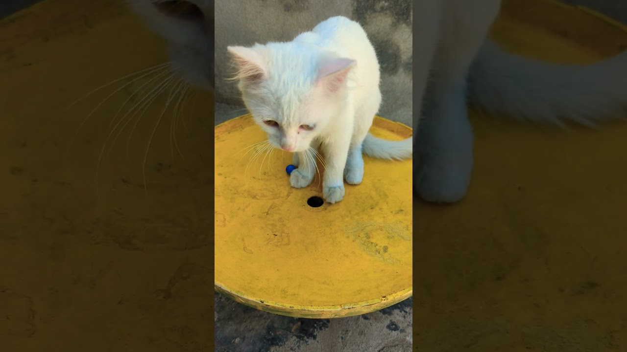 子猫たちがおもちゃとバントンで遊んでいる可愛い瞬間 🐱🎾🐾  #子猫 #おもちゃ #バントン #かわいい #ペット #猫 #猫好き #癒し #猫のおもちゃ #子猫の遊び 🐾🐱🎉