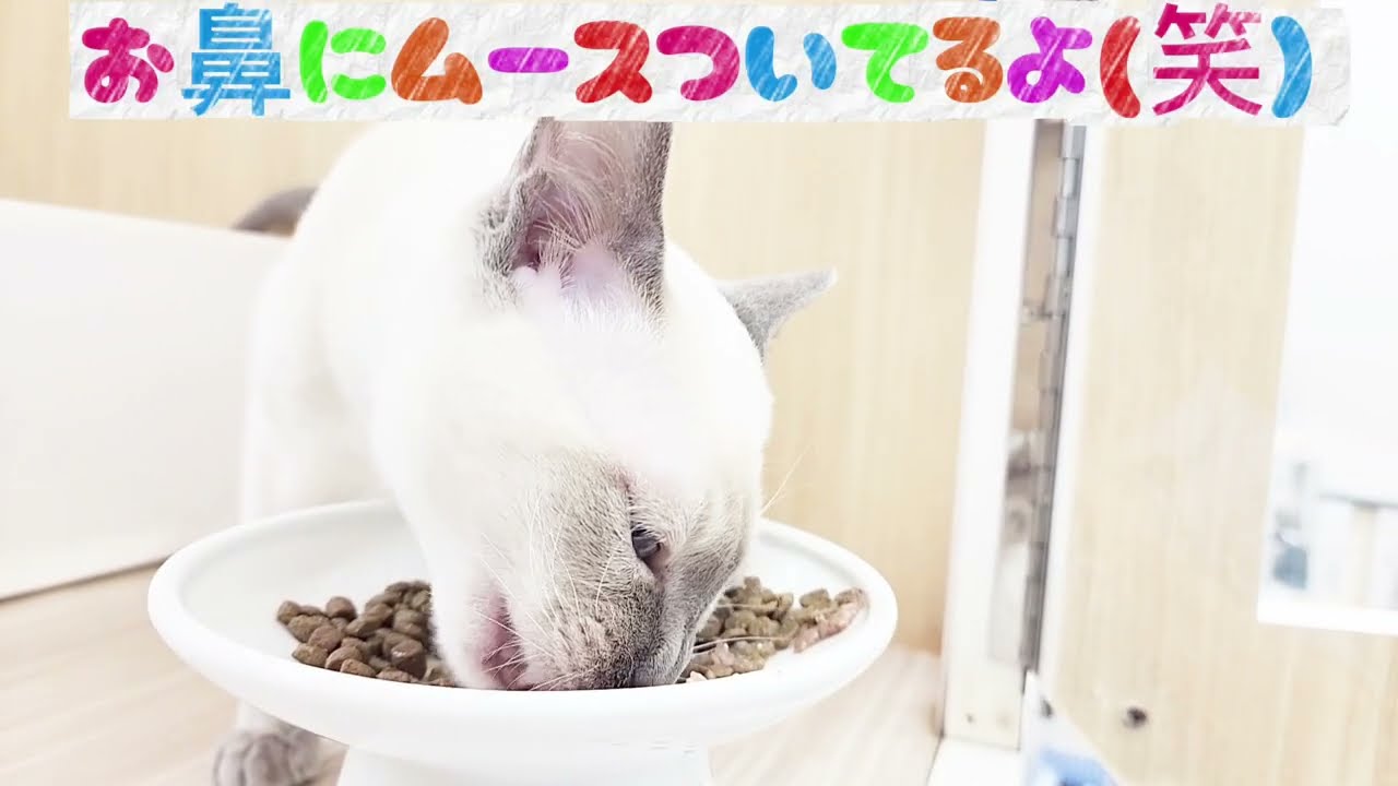 【トンキニーズ】もぐもぐタイム