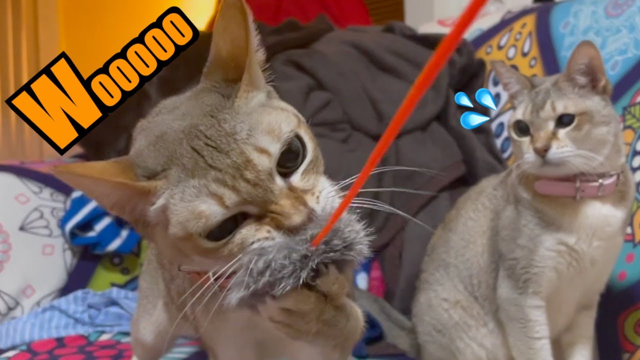 猫じゃらし遊びで野生化した猫w