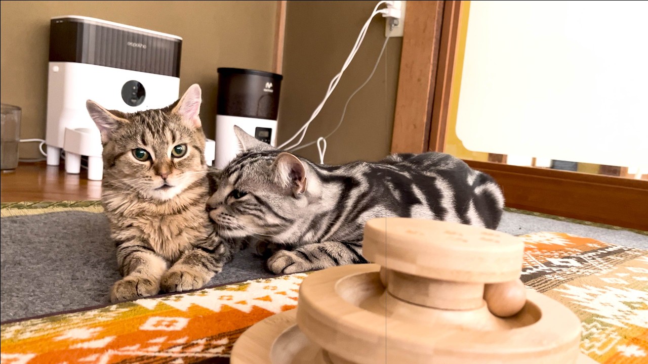 岩盤浴が大好きな子猫。なかなかのツウでした。