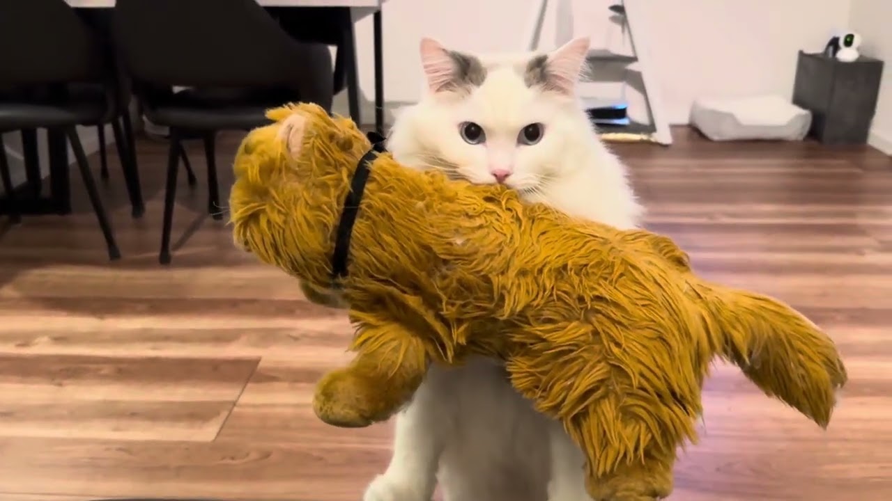 のぼりたい