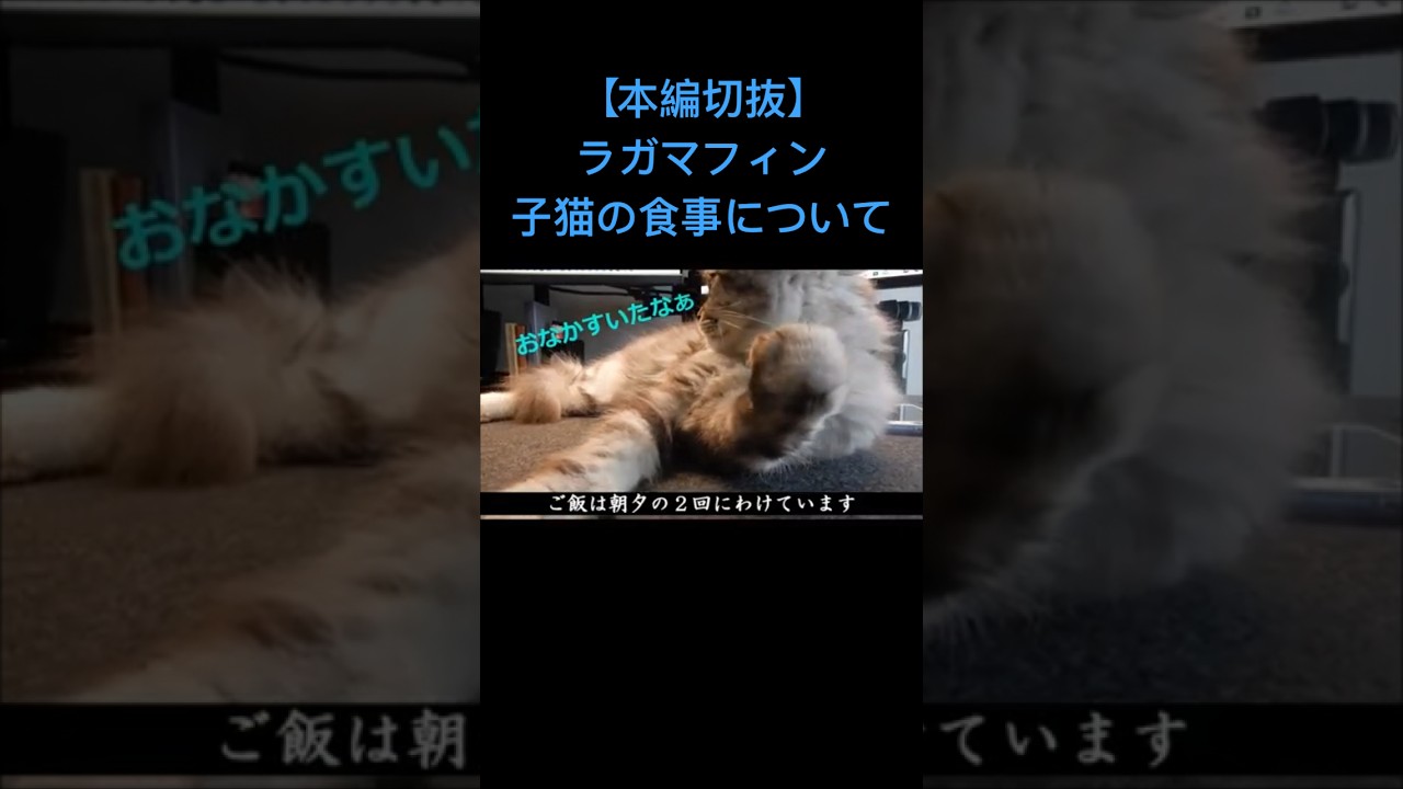【本編切抜】ラガマフィンの子猫の食事について #ラガマフィン #猫 #ねこ #ペット #cat