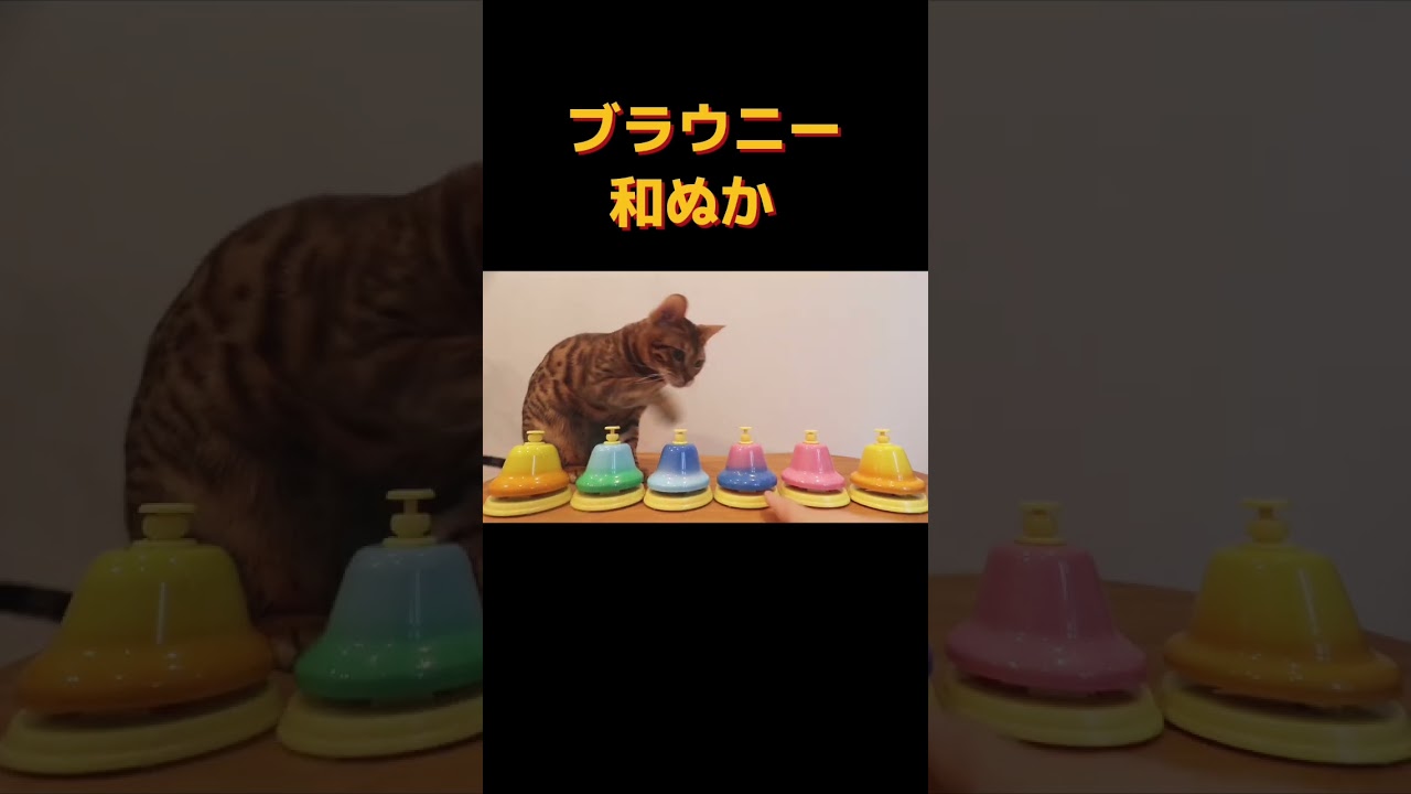 猫様は賢い！！ #shorts #ベンガル猫 #ブラウニー #和ぬか