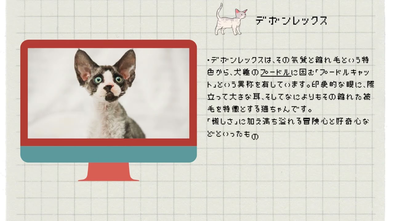 【デボンレックス】ペットリフォームならセラフ榎本　犬猫のためのリフォーム　愛犬　ペット快適環境　東京都　埼玉県　神奈川県