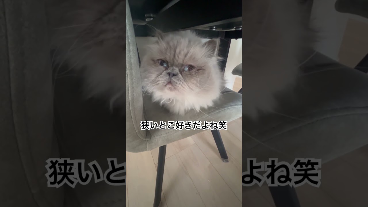 猫砂アレルギーだったのかな？ヒマラヤンのマーベル🐈🐾 #shorts #猫のいる暮らし #cat #猫好きさんと繋がりたい #twice