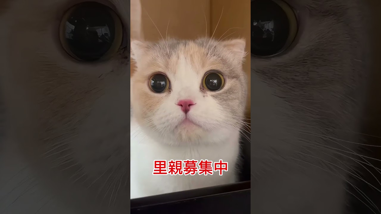 #里親募集中猫  #スコティッシュフォールド