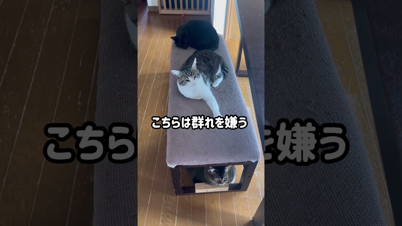 今日の猫様達#保護猫 #猫のいる暮らし #猫の多頭飼い#鯖次郎