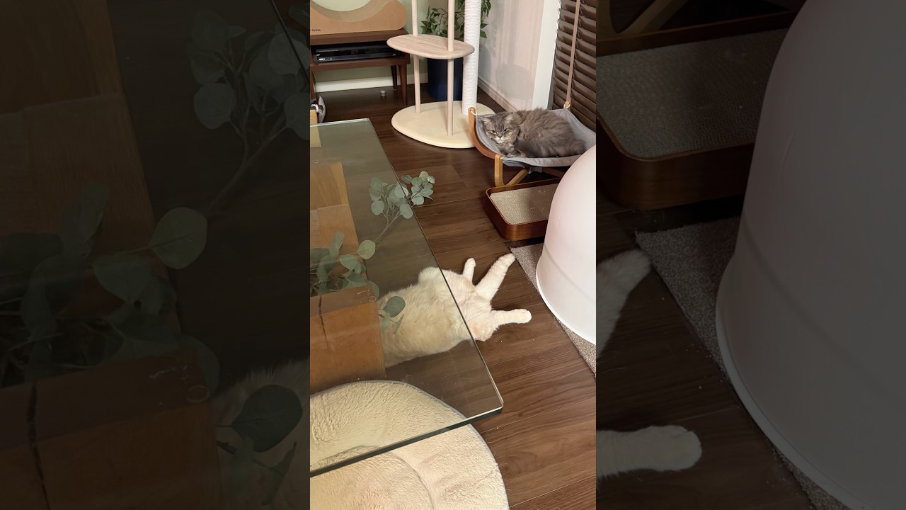 白い粒々は猫砂ですwww #猫のいる暮らし  #スコティッシュフォールド