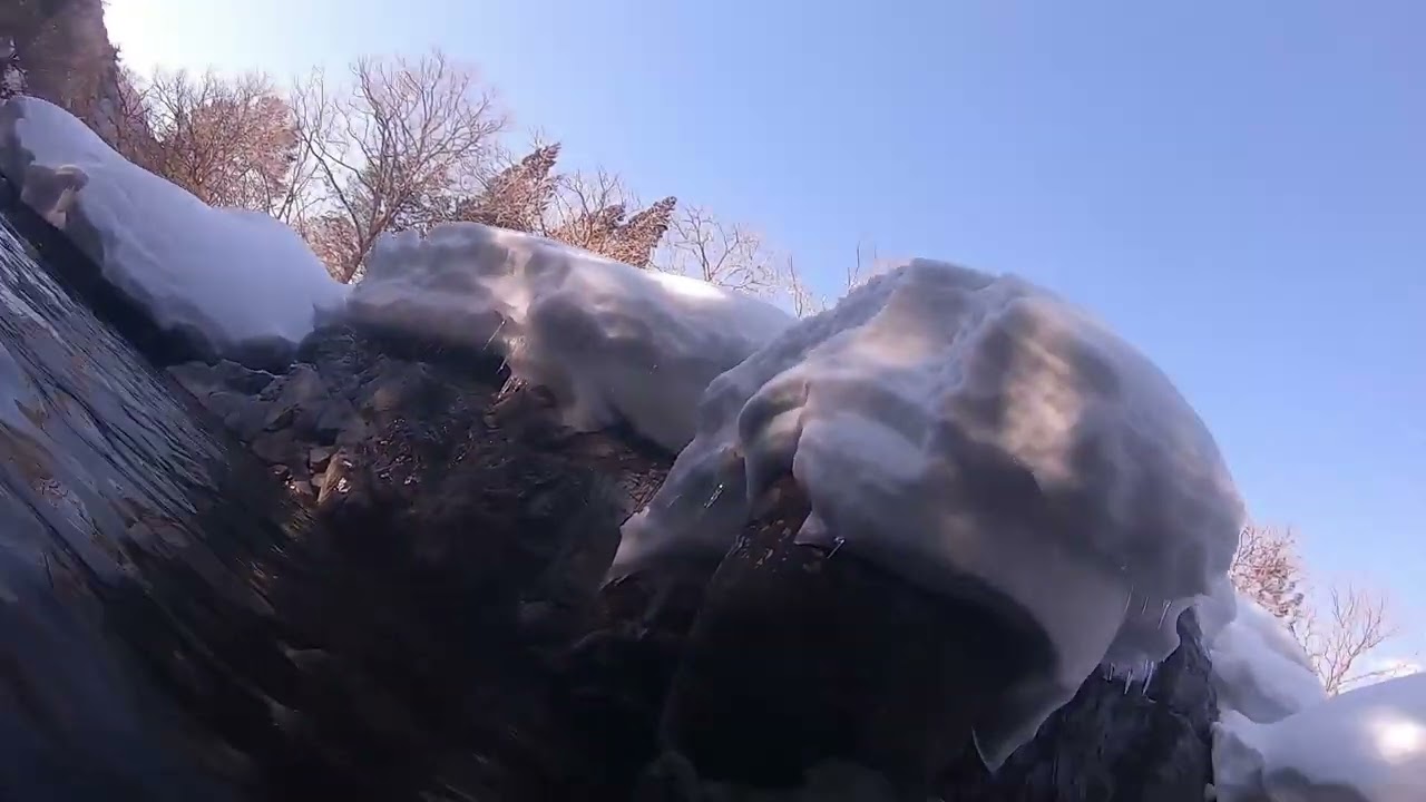 越冬サツキマスチャレンジしたら鹿がいた１２分あたり