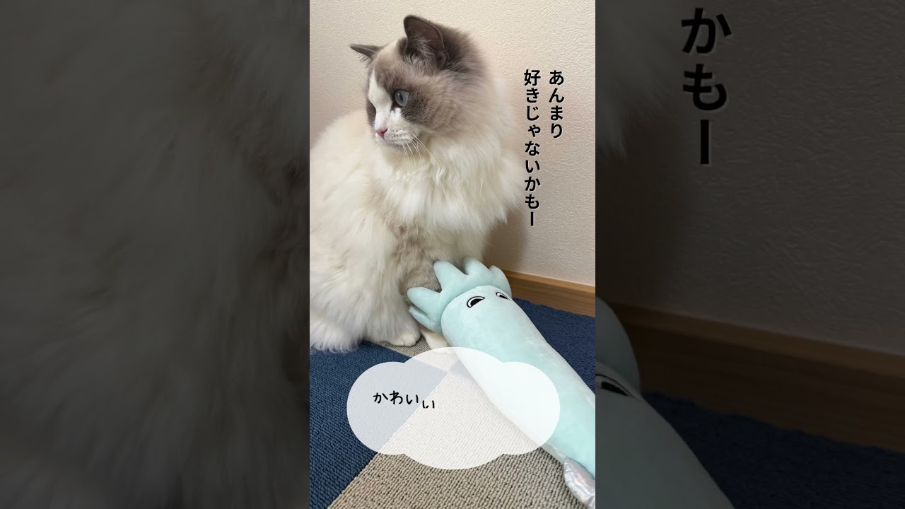 いっぺいの不思議ニャところ#ラグドール #猫好きさんと繋がりたい #猫のいる暮らし