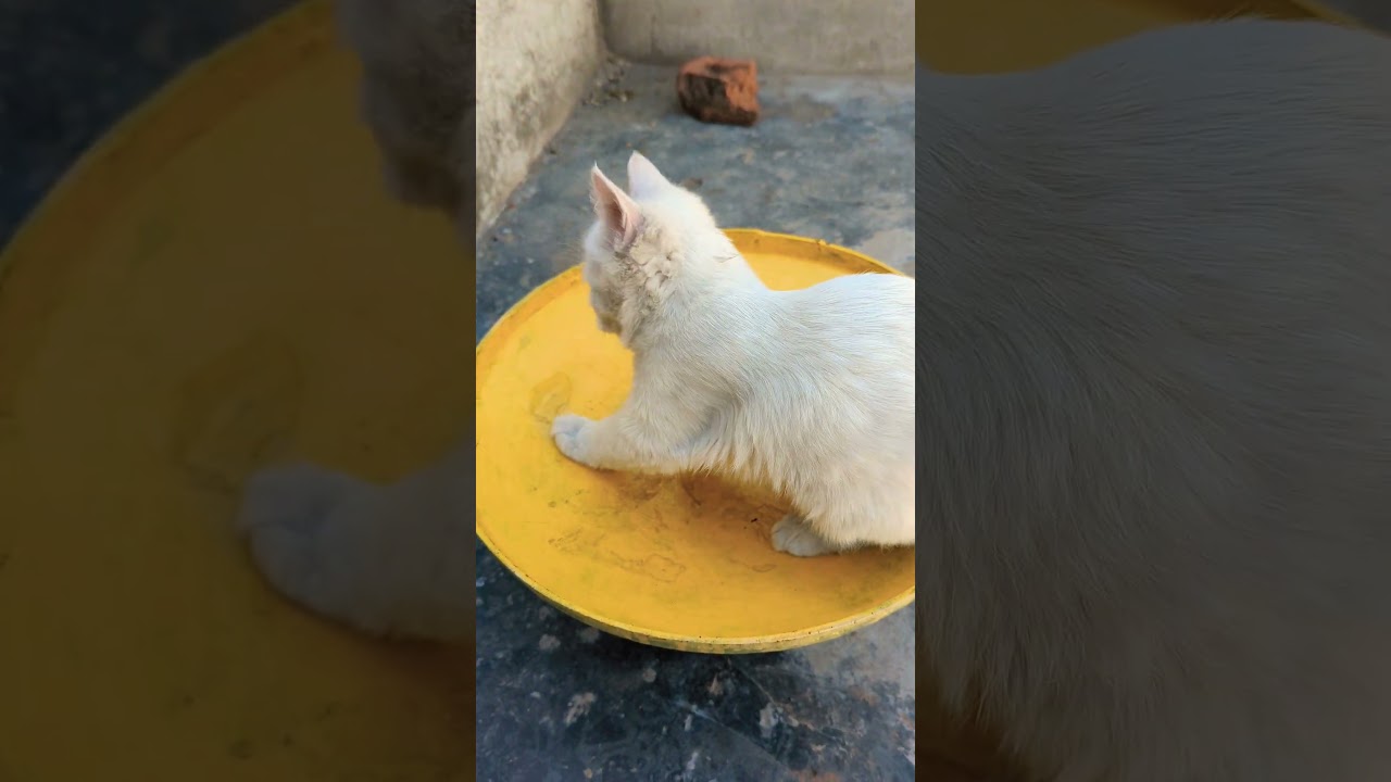 バントンで遊ぶその可愛い子猫たち 🐱🎾🐾 #子猫 #おもちゃ #猫好き #癒し