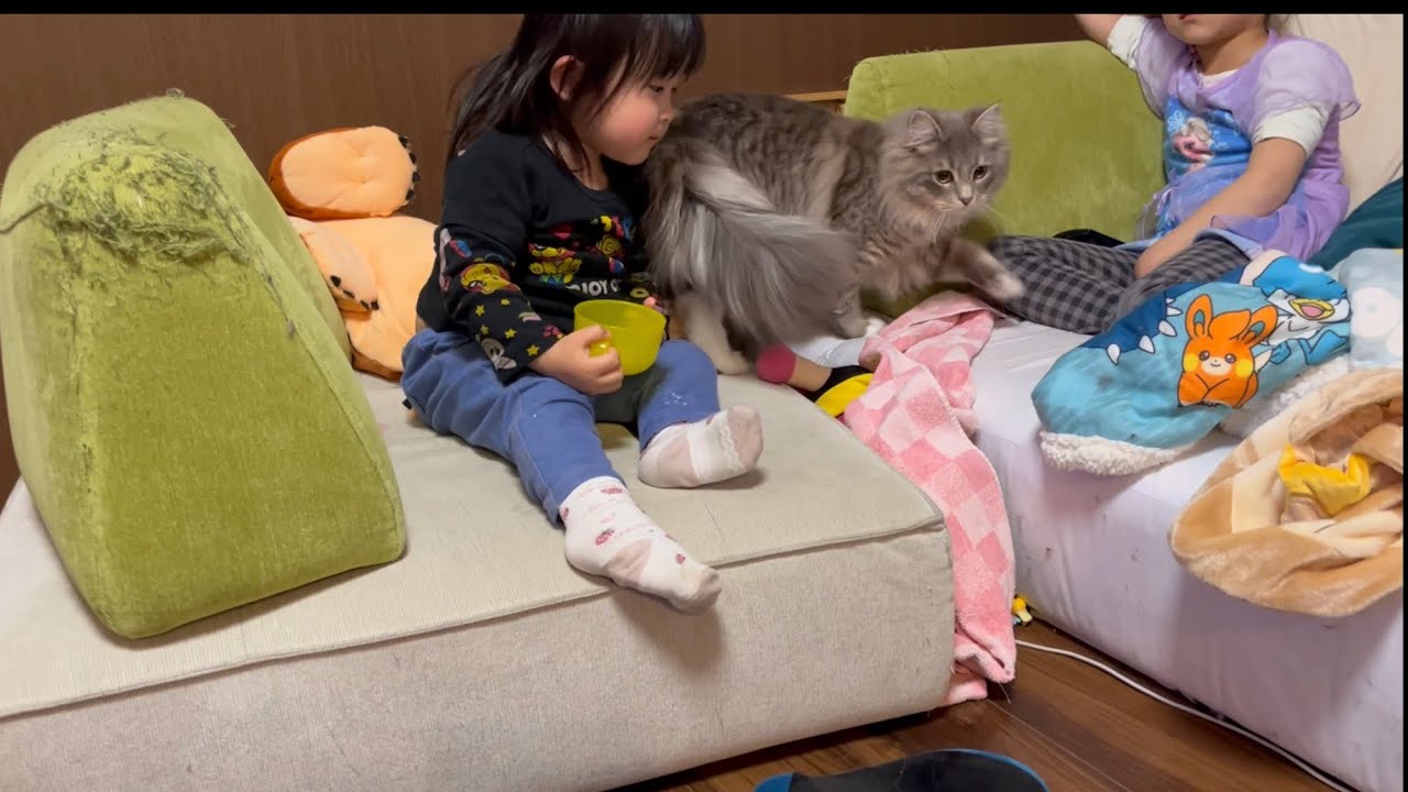 子供のそばでたたずむ猫　サイベリアン