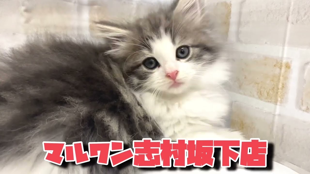 【NEW☆FACE】甘えたいときの仕草が可愛すぎるノルちゃん♪