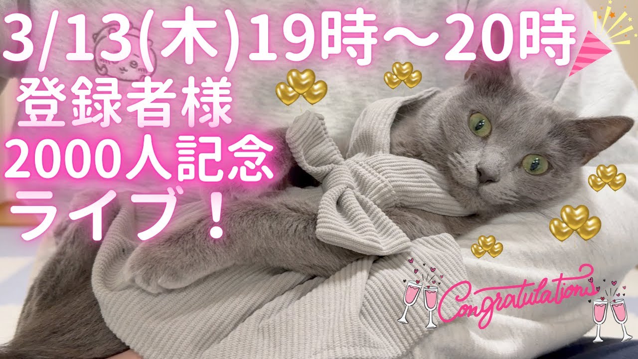 【猫ロシアンブルー】ご登録者様2000人記念‼️生そらちゃんライブ！