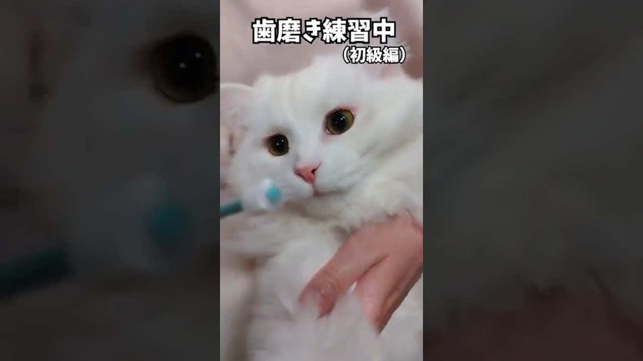 【らいち君】歯磨きの練習中（初級編）#Shorts