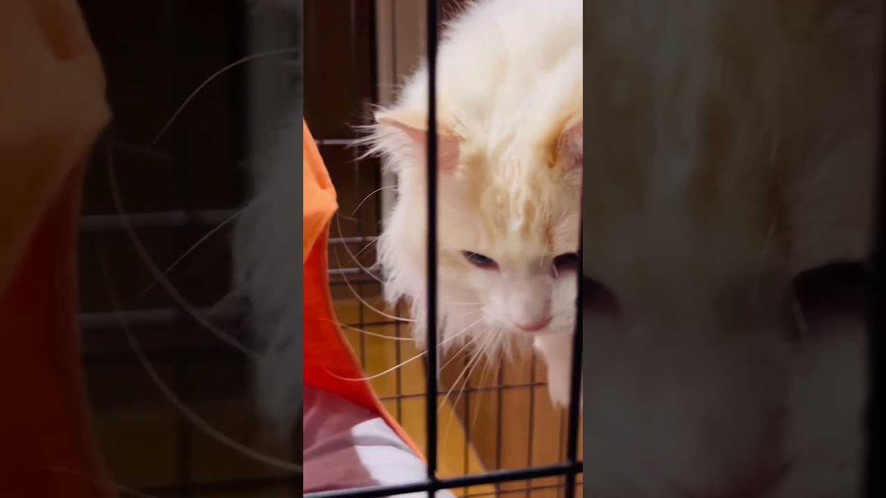 【ラグドール】ダイア王子のぶっ飛び方向転換🌀