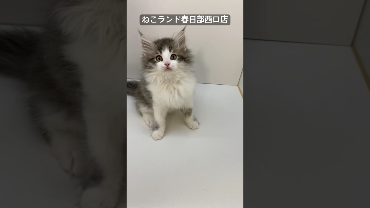 【子猫販売】#サイベリアン #猫アレルギー #ブリーダー #ねこランド #春日部