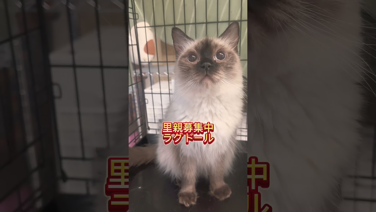 #里親募集中子猫アゴはネコ  #ラグドール