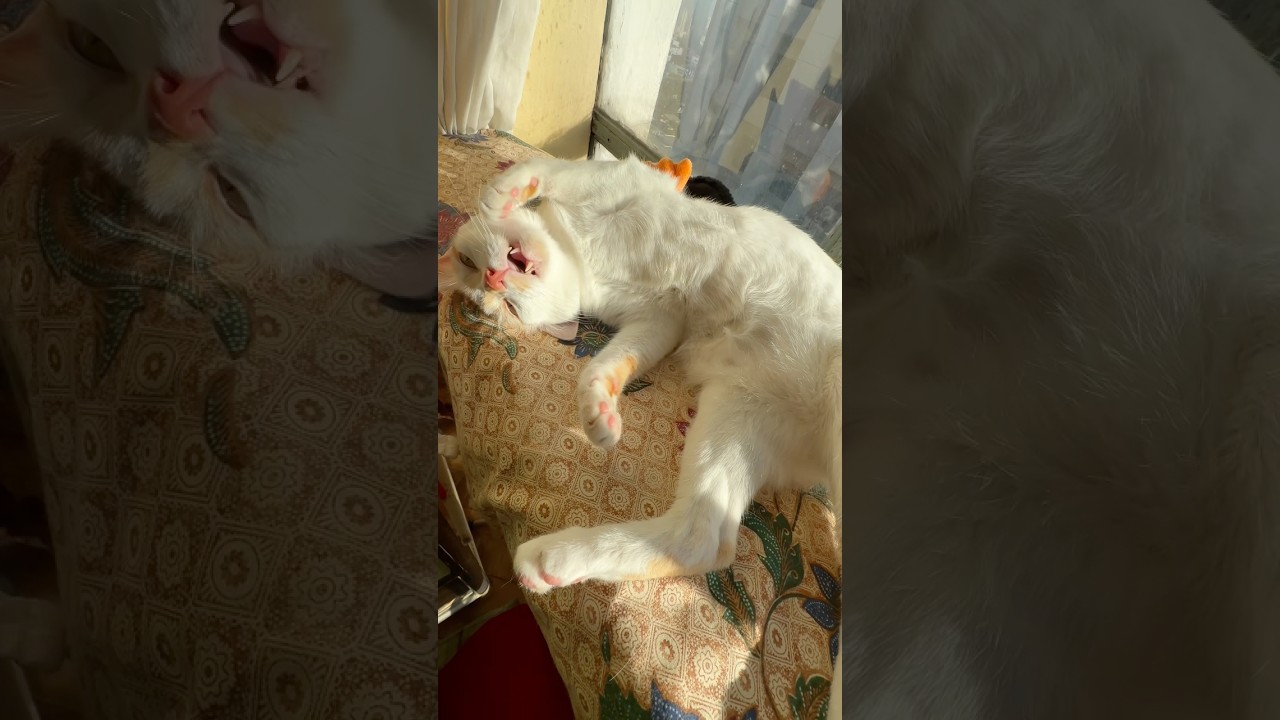 Cat Enjoys a Sunbath (日光浴を楽しむ猫)