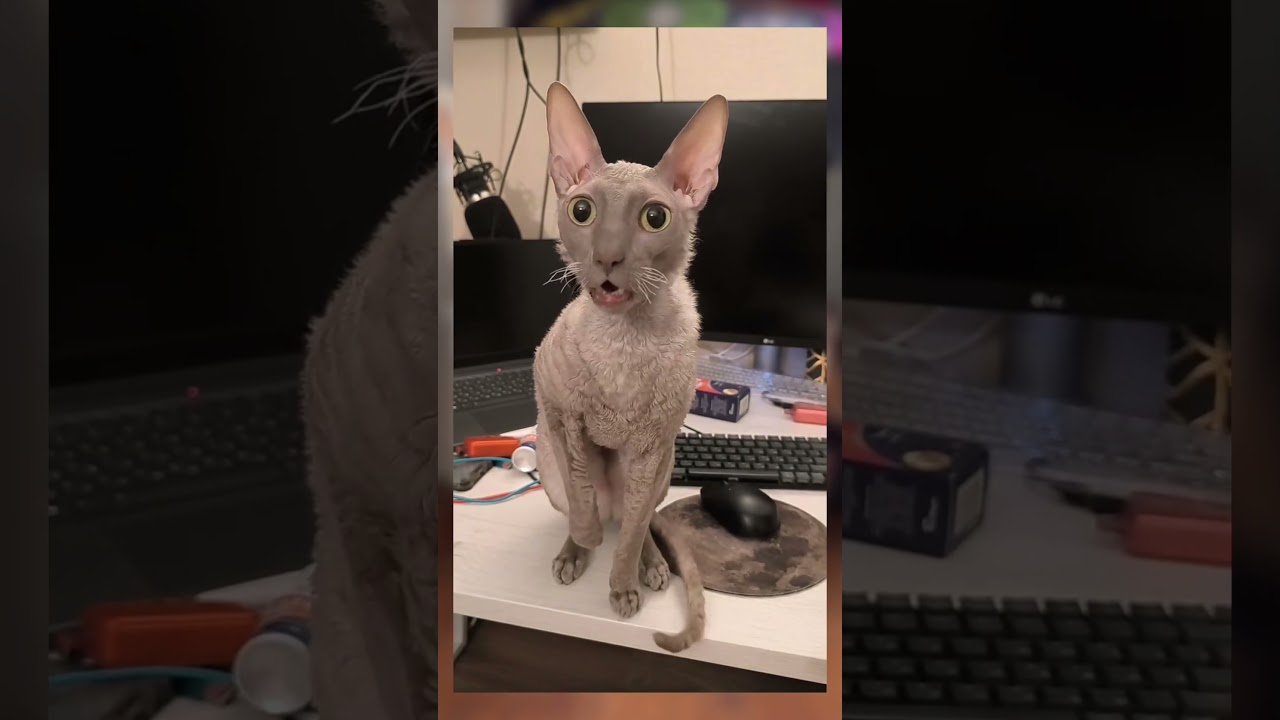 FAKTA UNIK TENTANG KUCING Cornish Rex #cat #cute #youtubeshorts #ytshorts #viralvideo