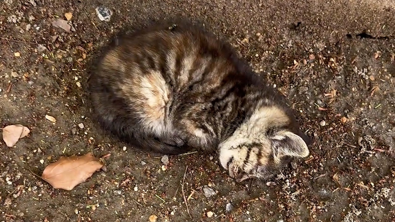 傷だらけで汚れた子猫。ハエとウジ虫に覆われて目が開きっぱなし、その後に起きた奇跡に心温まる【感動】